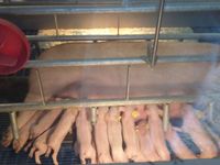 Pig testing farms