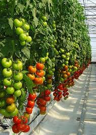 Tomatoes greenhouse NL
